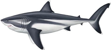 gargantuan shark|Iba pa.